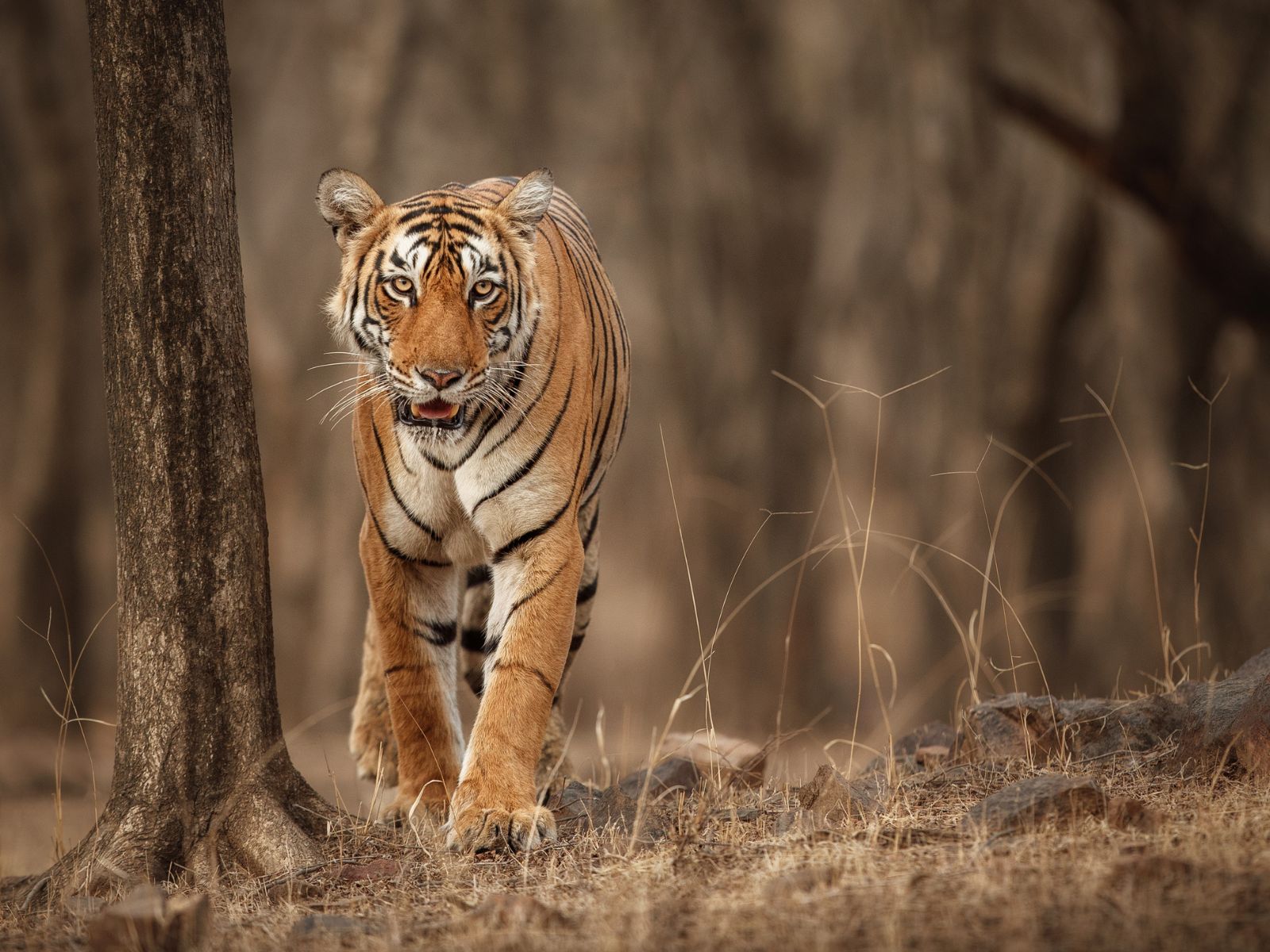 Tigers and Temples of Central India